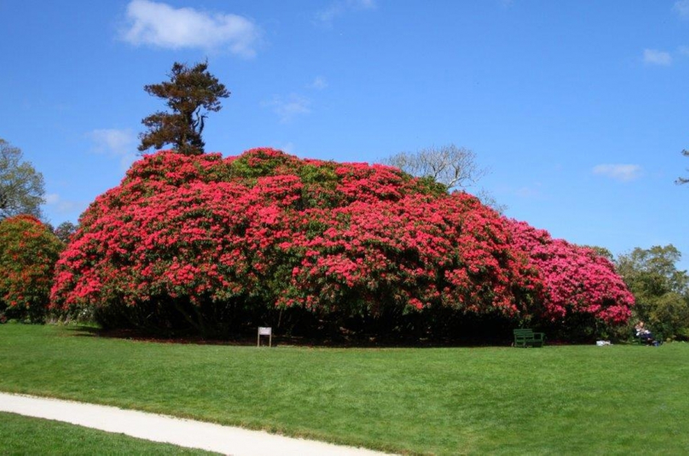 Rhododendrons Floras Green Cornwall 1250 827 S C1