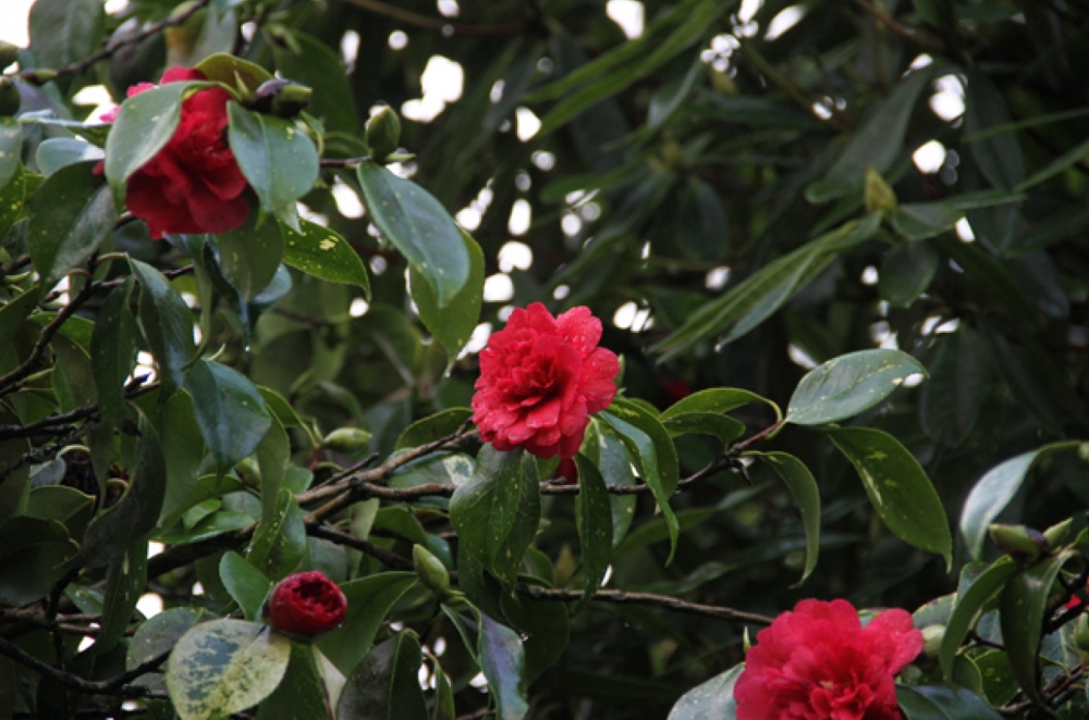 Heligan Camellia 1250 827 S C1