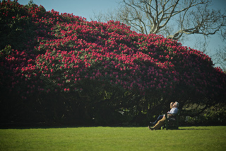 Largest Rhododendrons in Europe? 