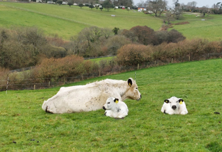 British White Calves